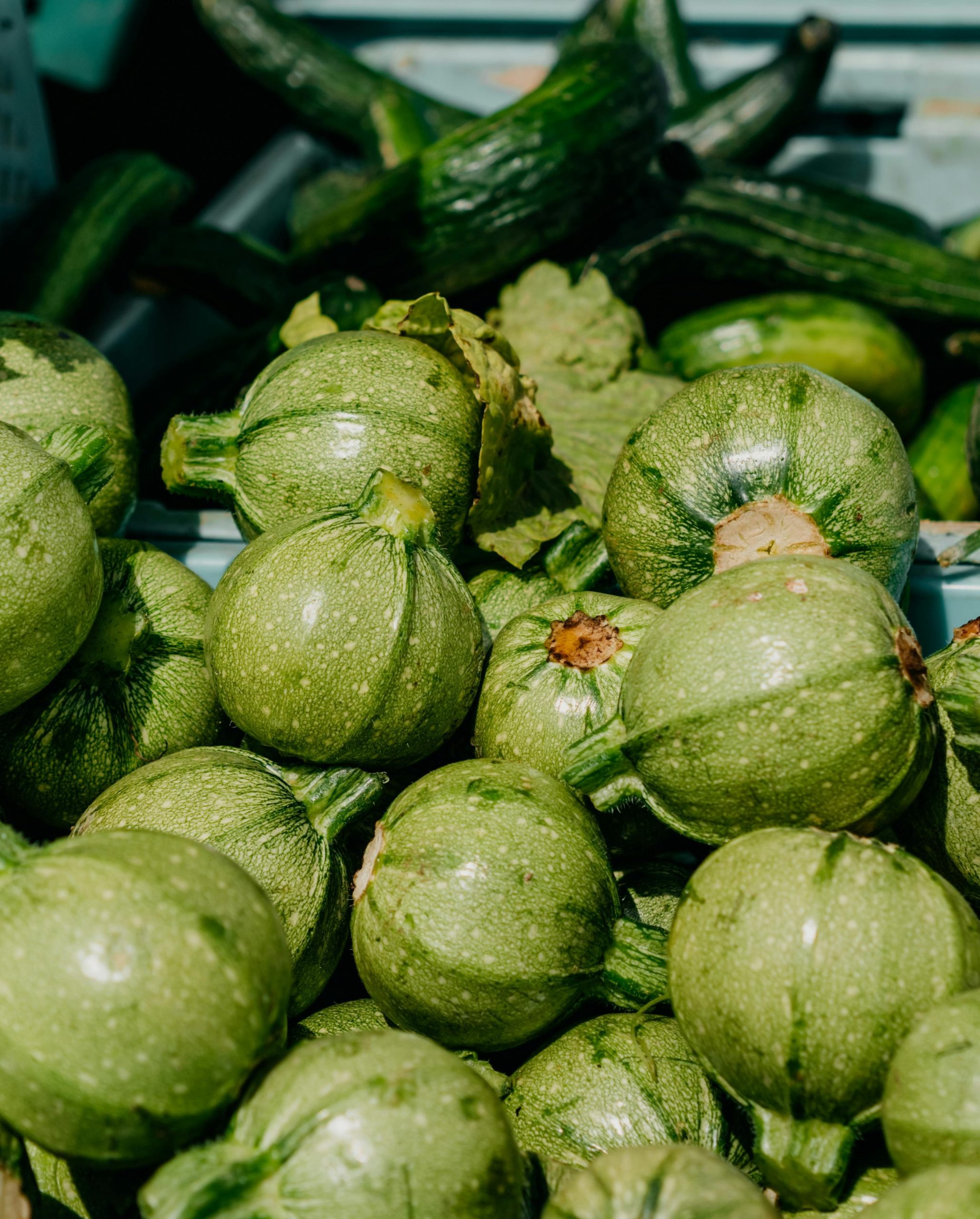 PHOTO COURGETTES