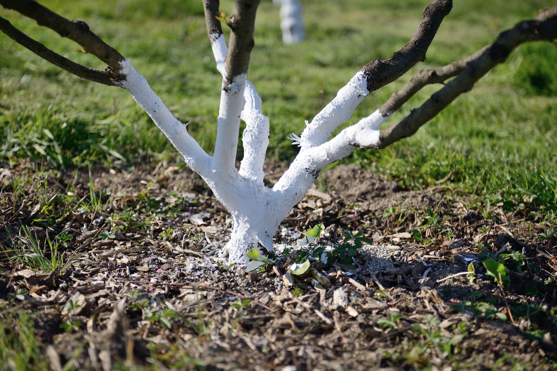 taille de la vigne, désherbage et bêchage des pieds de nos arbres fruitiers, application d'un badigeon naturel à base de chaux blanche sur les troncs pour protection contre les parasites et champignons.