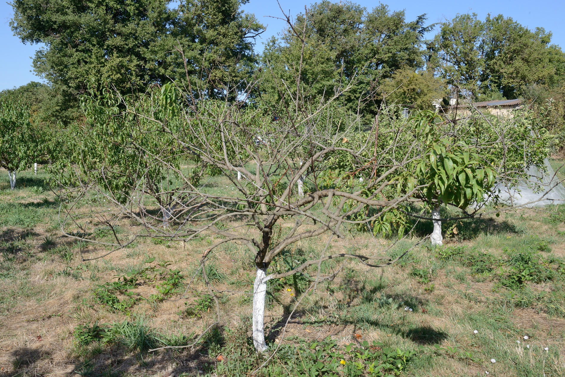 DSC_8720