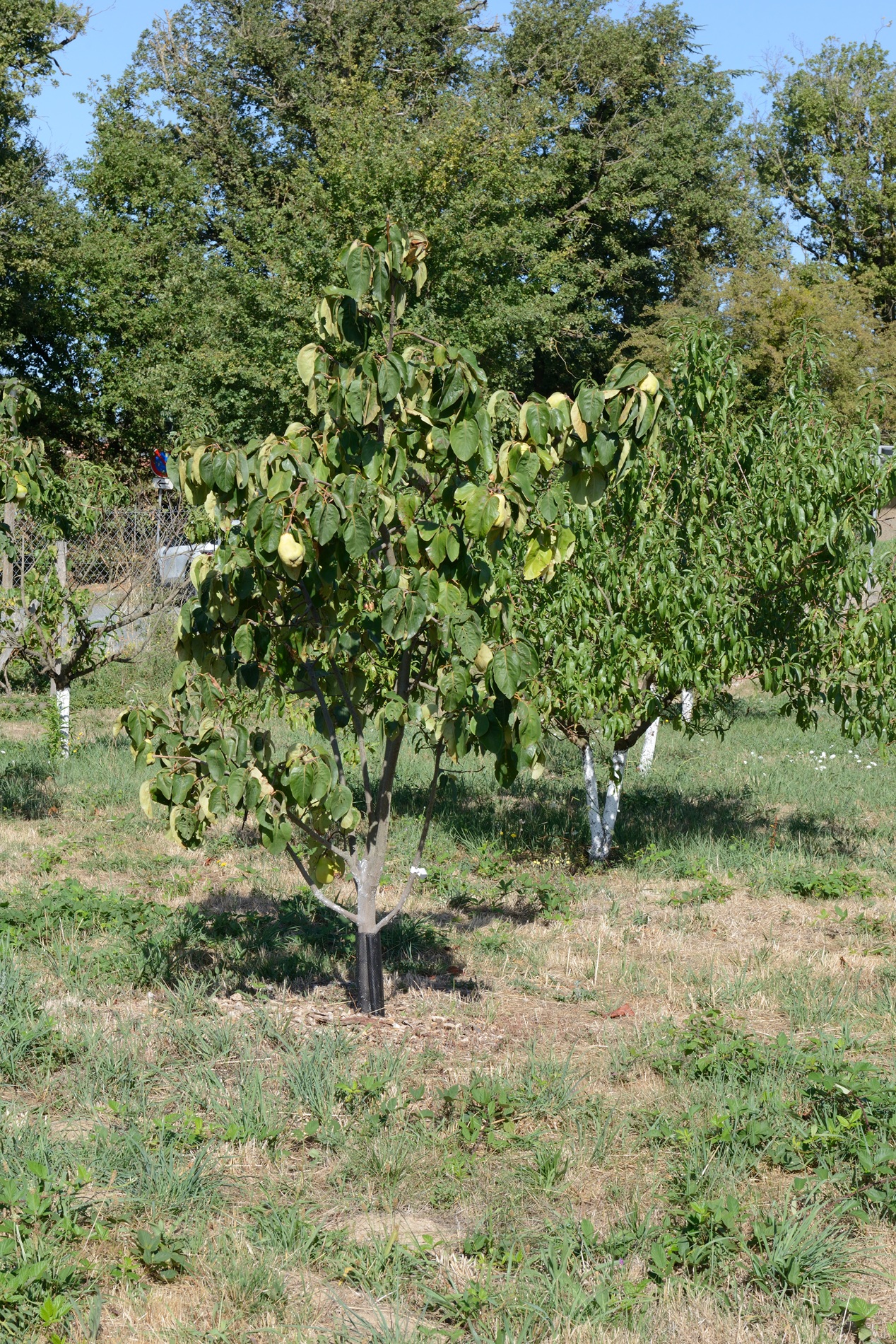 DSC_8721